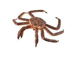 Collecta Královský krab