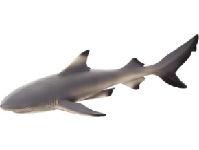 387357 Black Tip Reef Shark 540x238