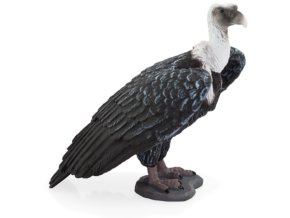 387165 GRIFFON VULTURE 540x500