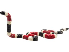 387251 Coral Snake 1 540x540 20 1