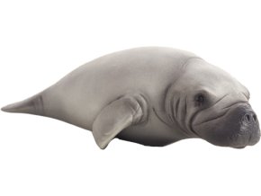 387211 Manatee 540x234 20 1