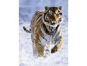 Ravensburger 14475 Tygr na sněhu 500 dílků