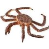 Collecta Královský krab