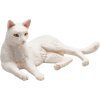 387368 Cat Lying White 1 540x540