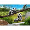 70353 2 Pandas mit Baby 02 o