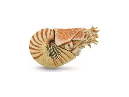 Collecta 88907 Loděnka hlubinná