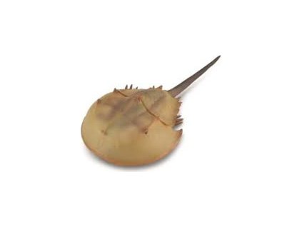 Collecta 88905 Ostrorep