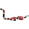 116747 387251 coral snake 1 540x540 20 1