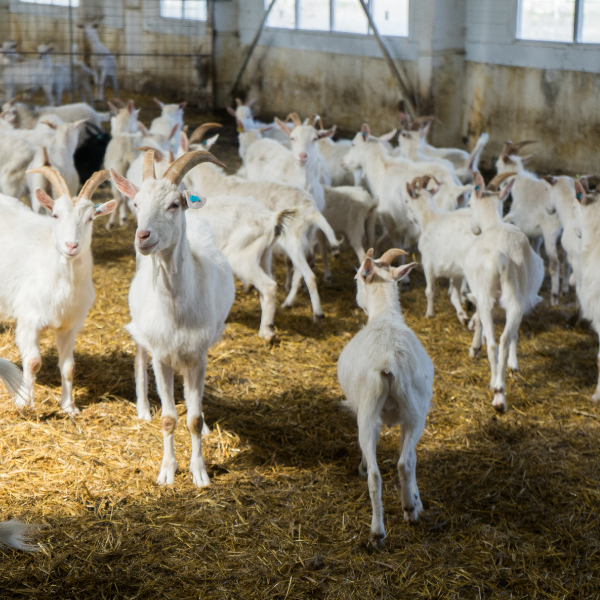 Kozy z rodinnej farmy CAPRAMILK