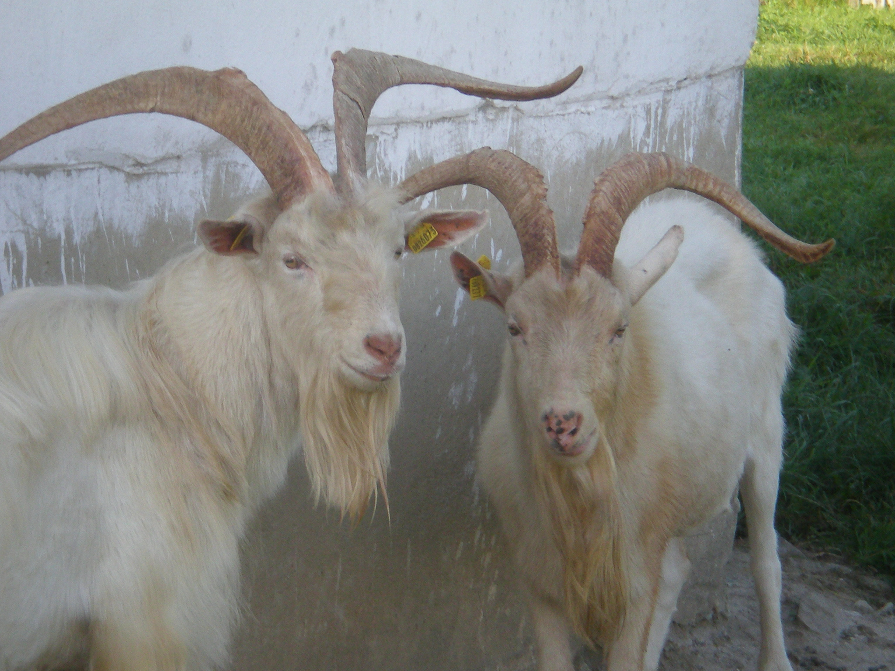 Kozy z vlastného chovu CAPRAMILK