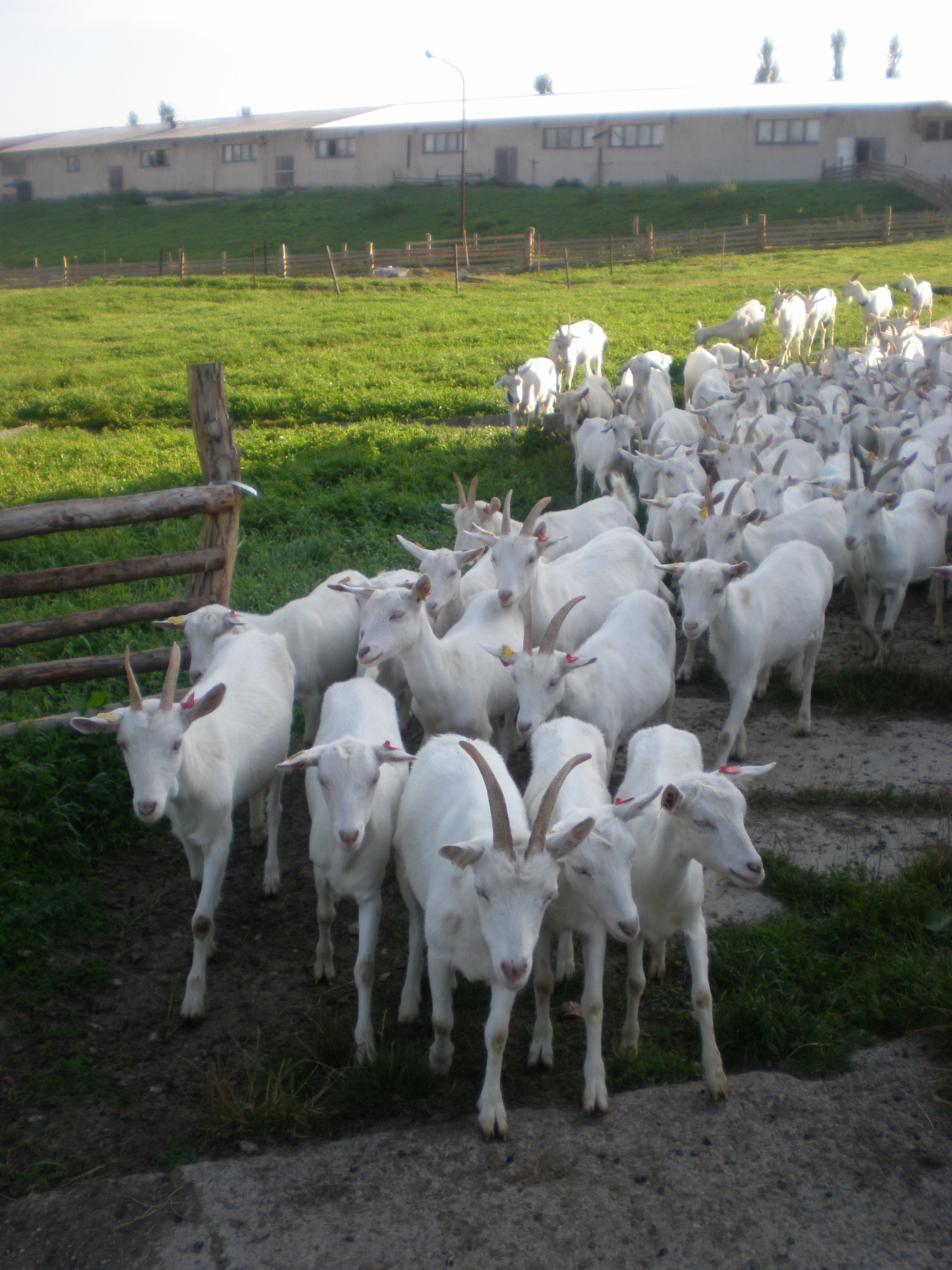 Chov kôz na farme CAPRAMILK