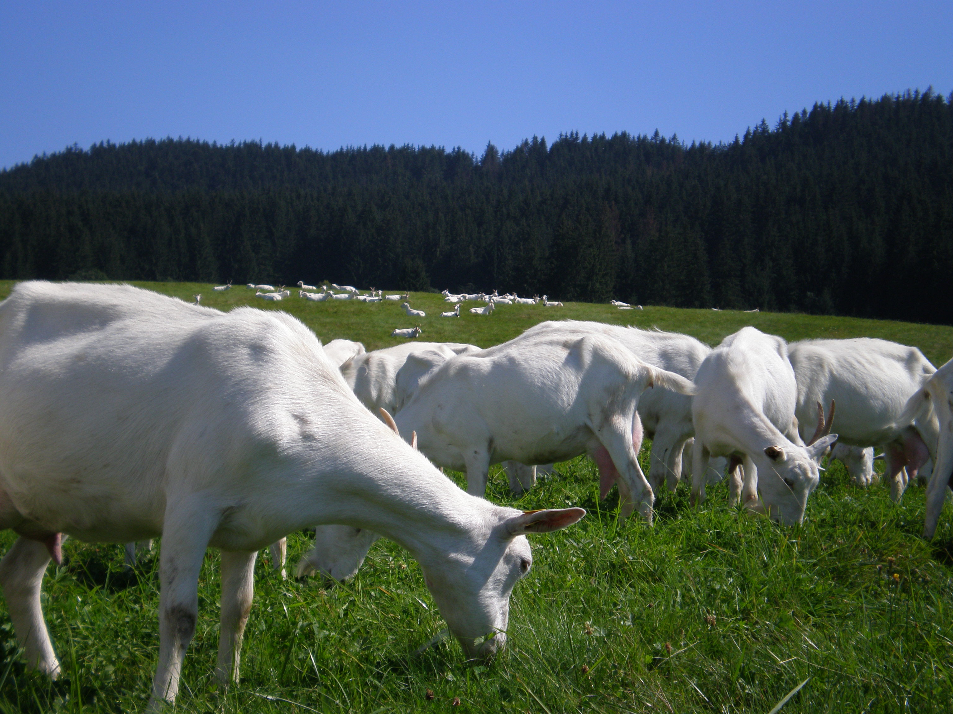 Kozy z vlastného chovu CAPRAMILK na pastvine