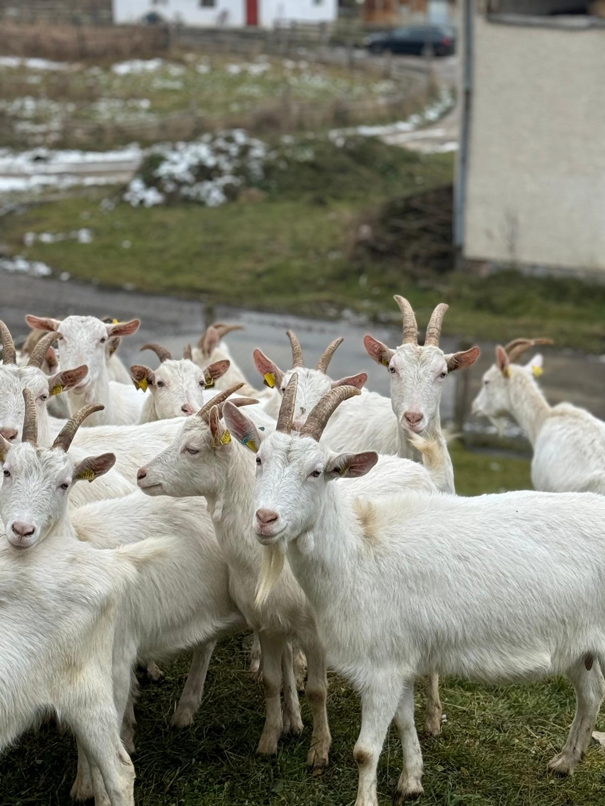 Rodinná farma CAPRAMILK