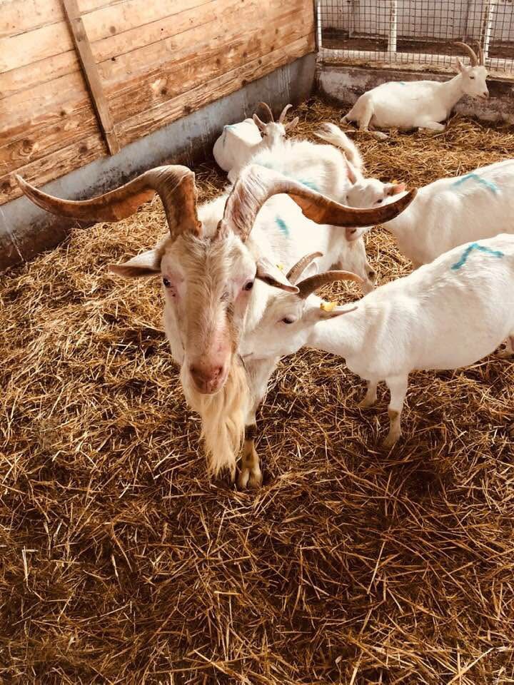 Kozol a koza na farme CAPRAMILK