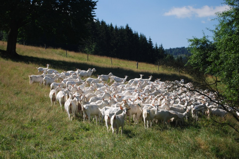 Stádo kôz pod stromom na farme CAPRAMILK