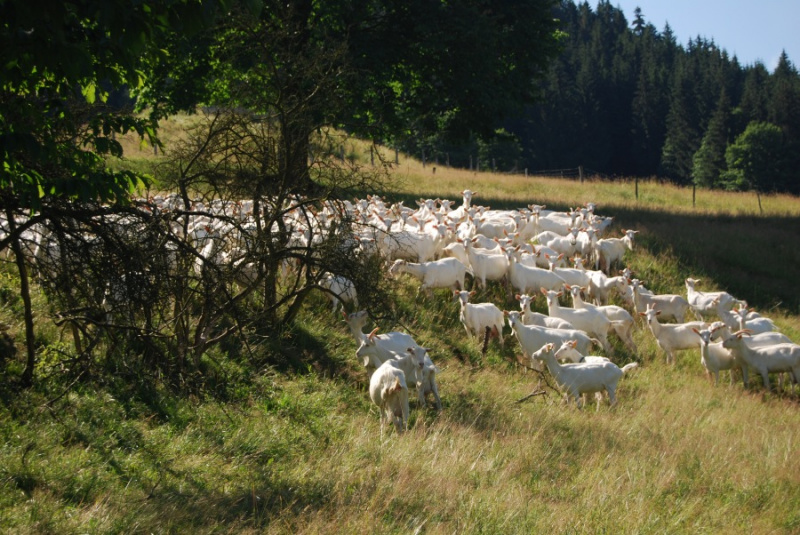 Koza na pasienku farmy CAPRAMILK
