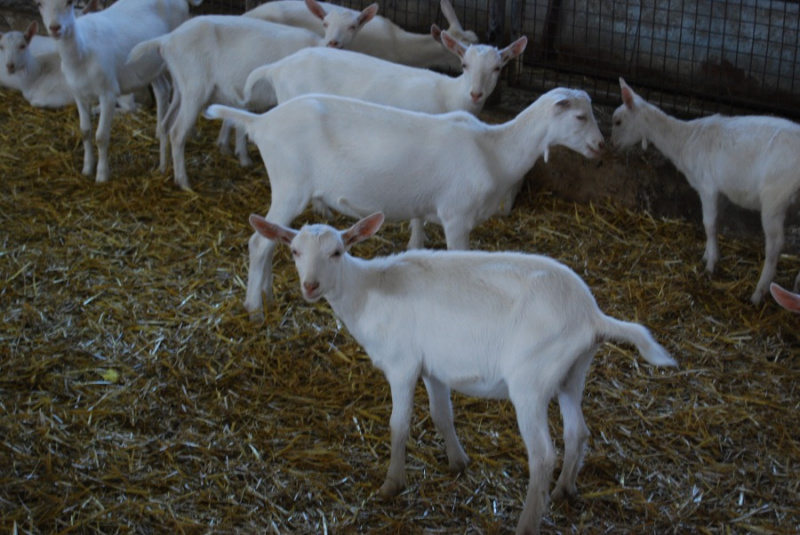Kozy na farme CAPRAMILK