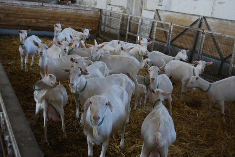 Kozy v maštali na farme CAPRAMILK