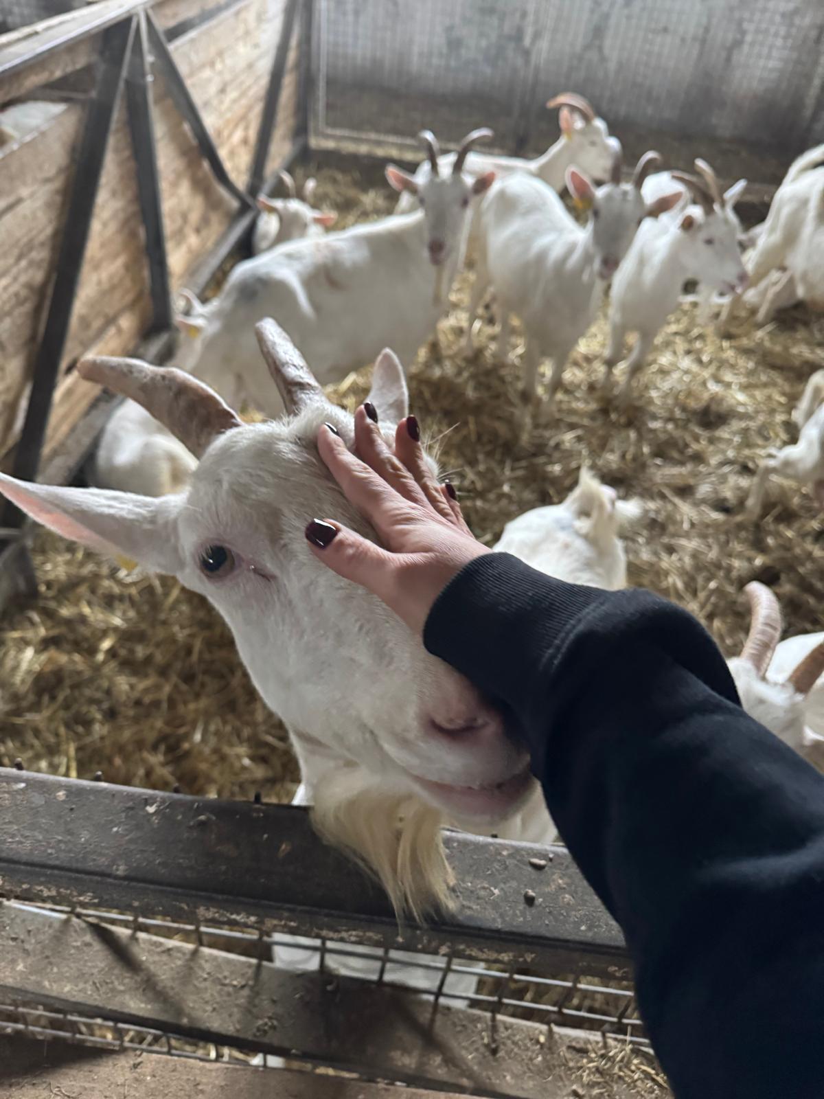 Koza na rodinnej farme CAPRAMILK