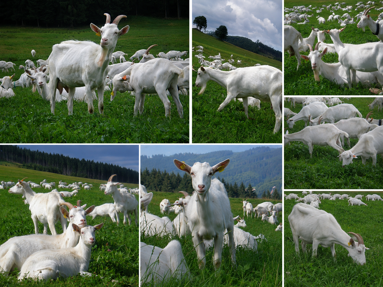 Kozy CAPRAMILK na pastvine