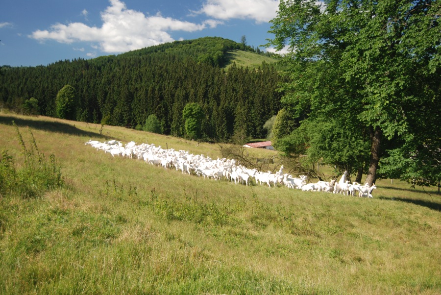 Stádo kôz na pasienku farmy CAPRAMILK v Podvysokej na Kysuciach