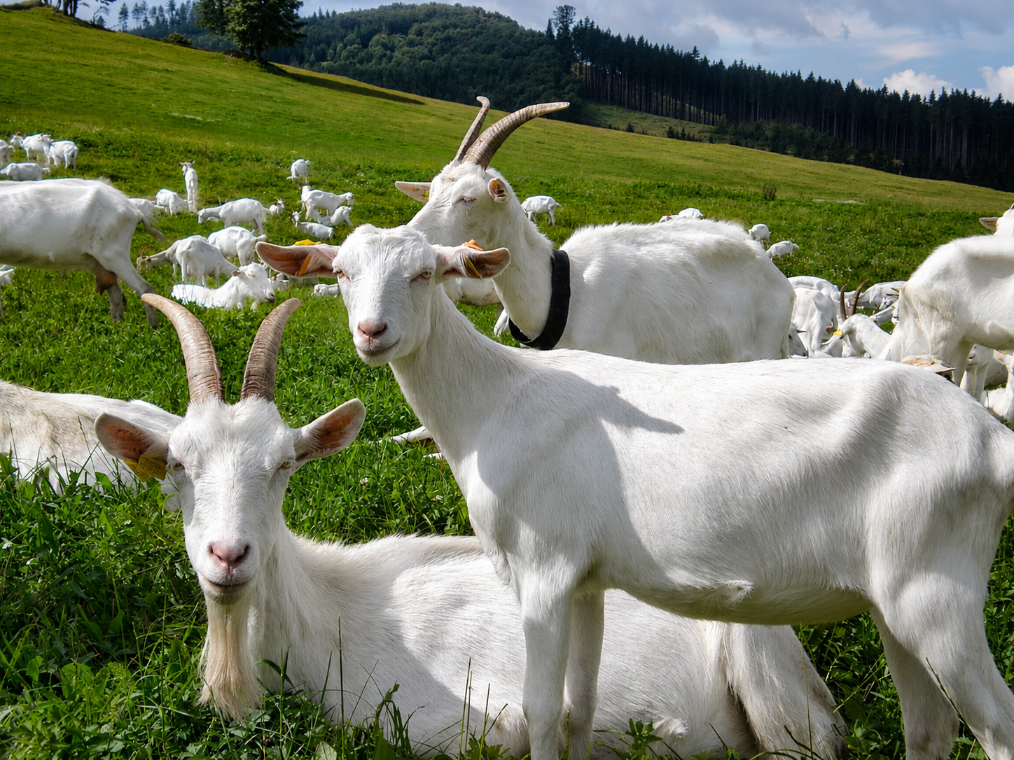 Kozy na pastvine rodinnej farmy CAPRAMILK