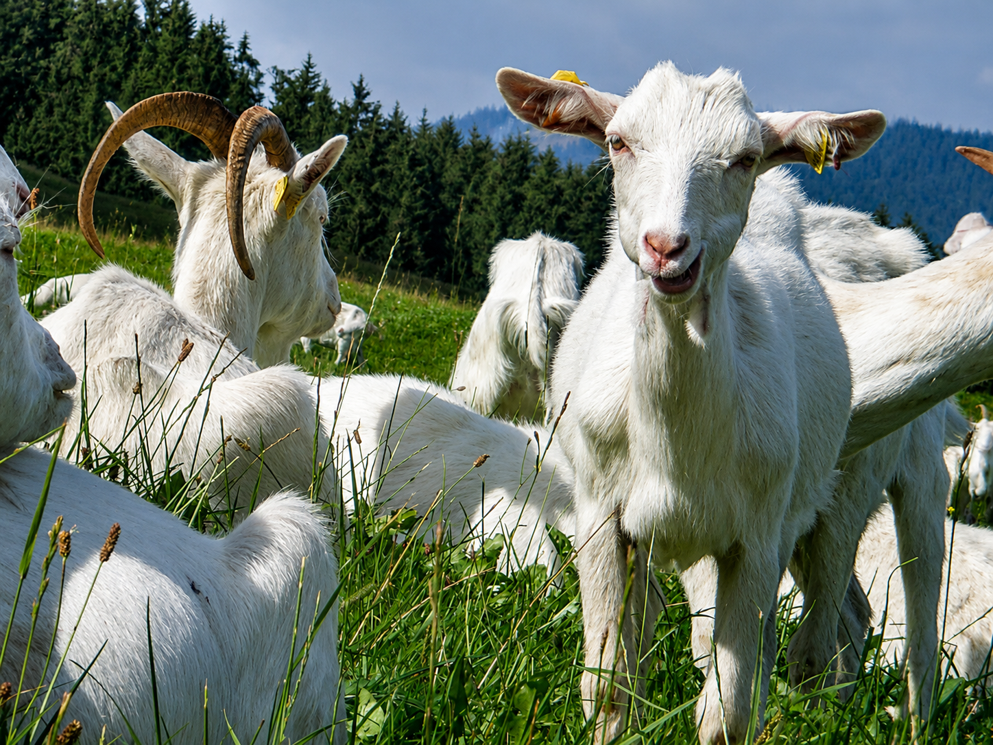 Kozy na pastvine rodinnej farmy CAPRAMILK