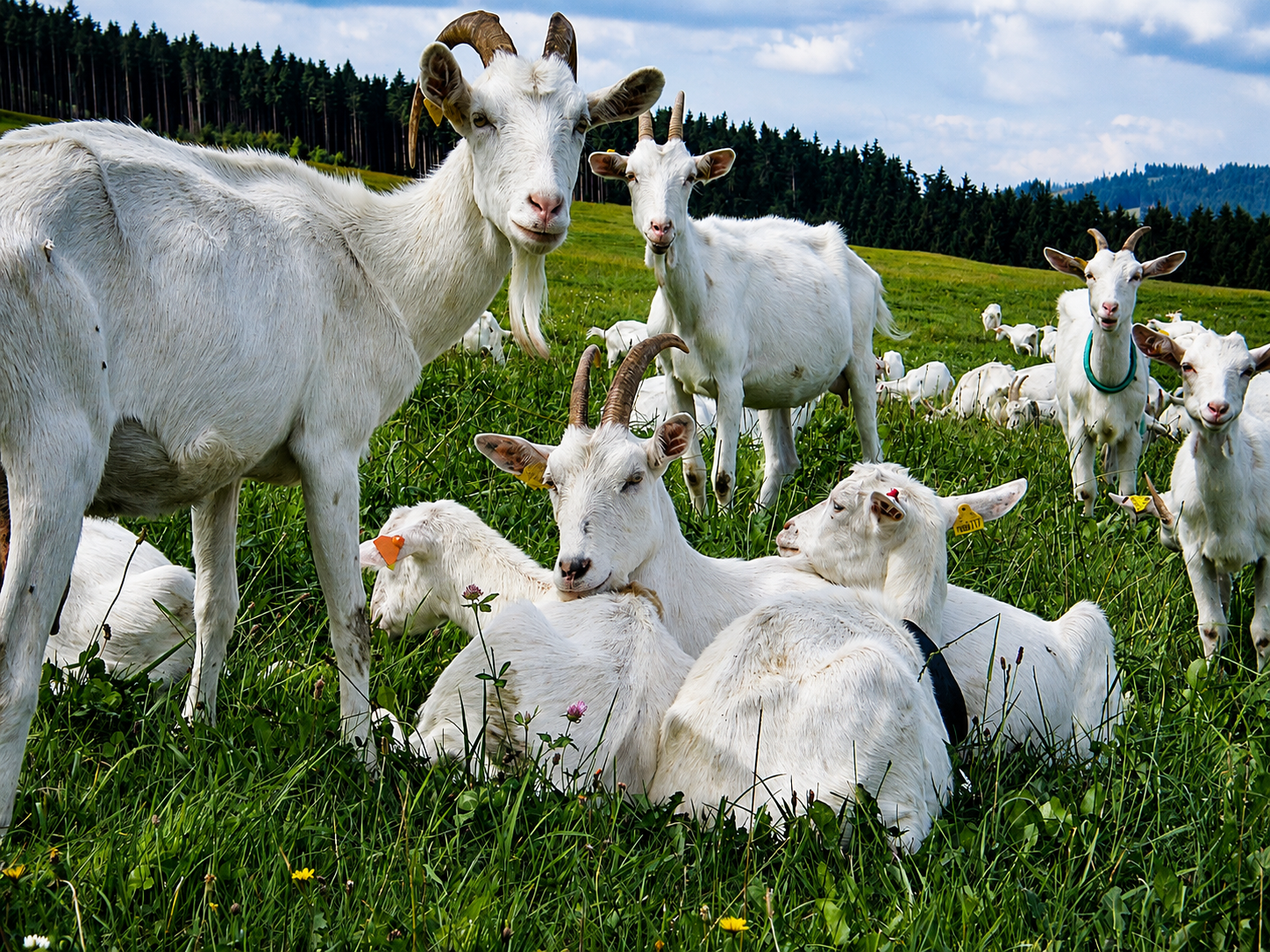 Kozy CAPRAMILK na slovenskej pastvine