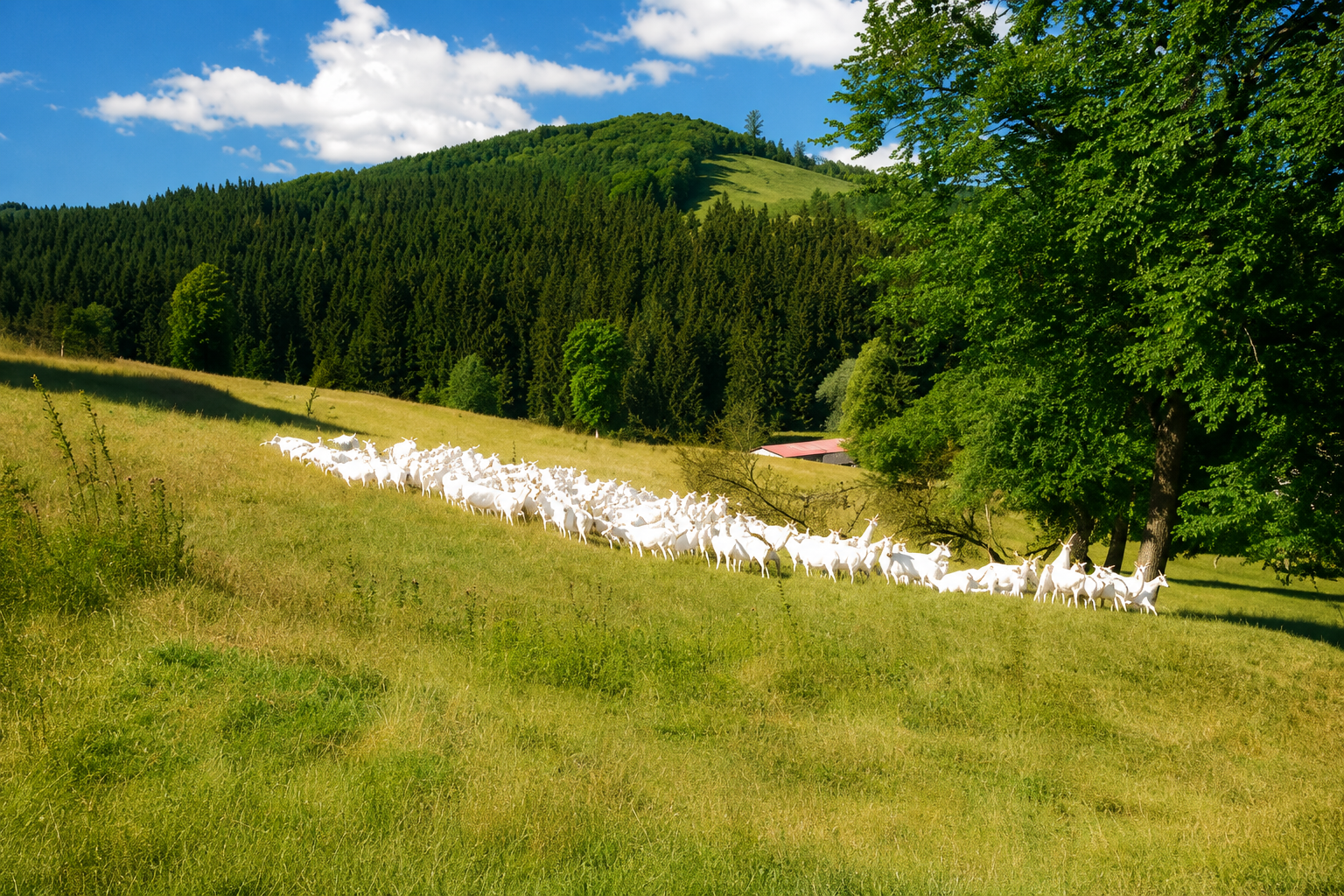 Kozy nad farmou CAPRAMILK