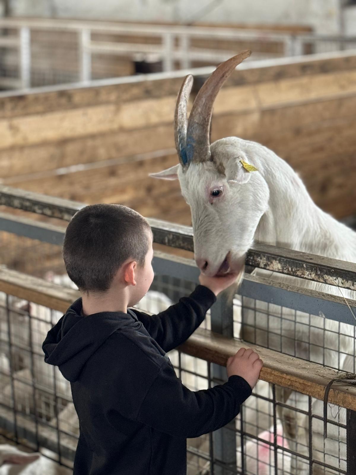 Dieťa hladká kozu CAPRAMILK