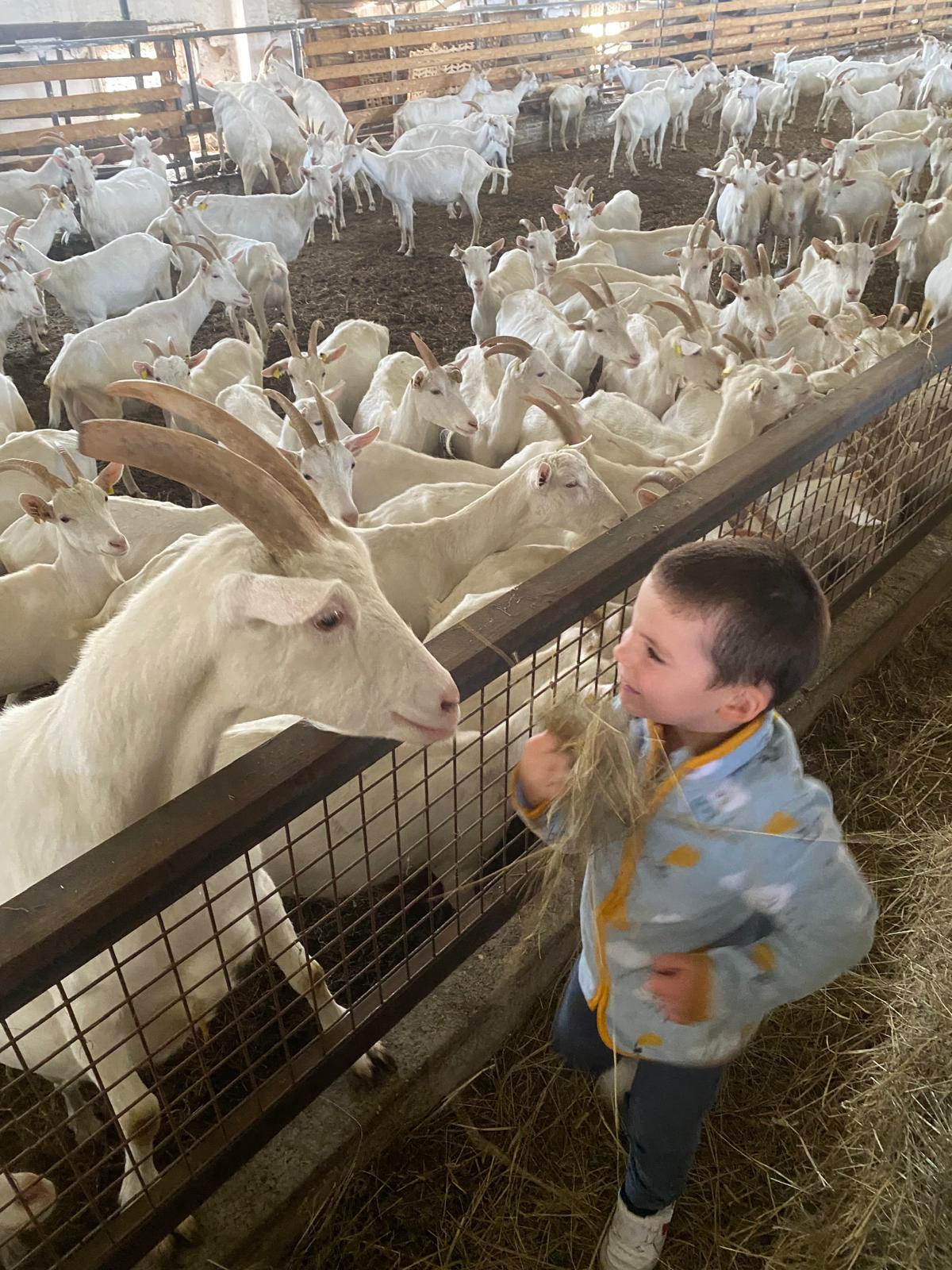 Dieťa pri koze na rodinnej farme CAPRAMILK
