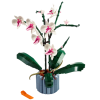 orchidea2