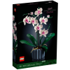 orchidea