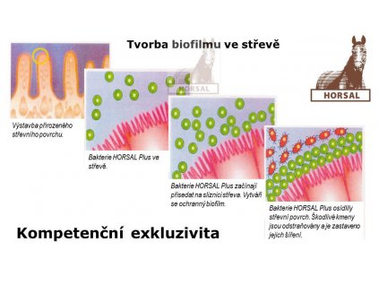 d vyr 24obrazek HORSAL Plus