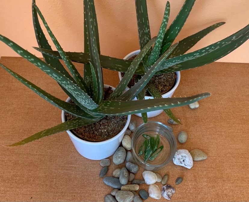 Erboristica tělová péče s obsahem fermentované aloe vera BIO šťávy