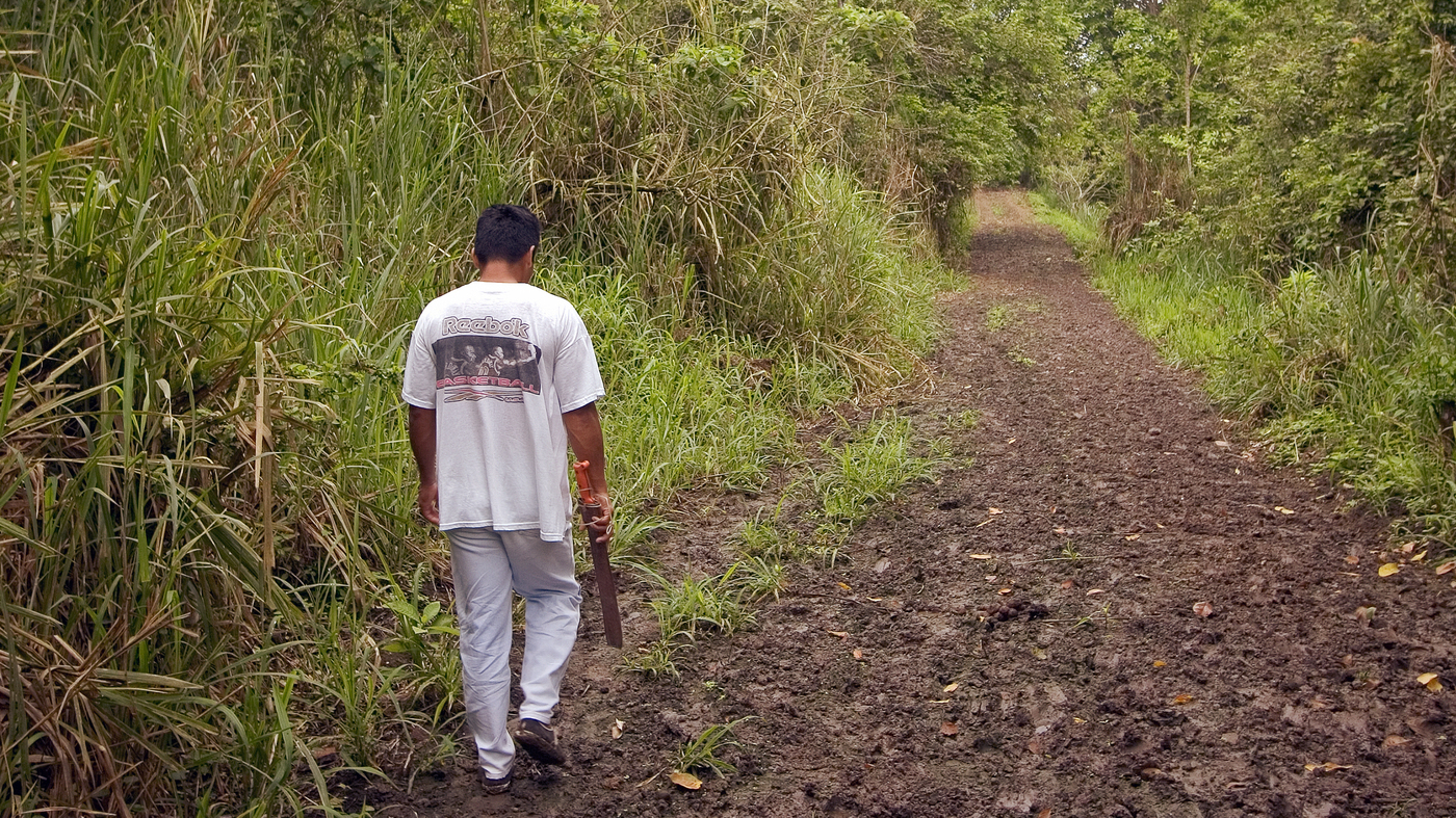 Harvesting-Toquilla-straw