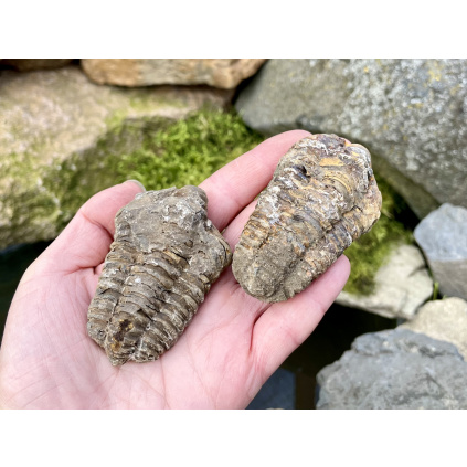 trilobit fosilie čarokamení