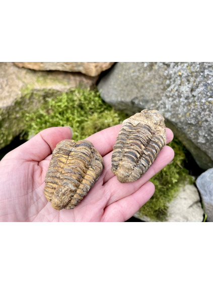 trilobit fosilie velký