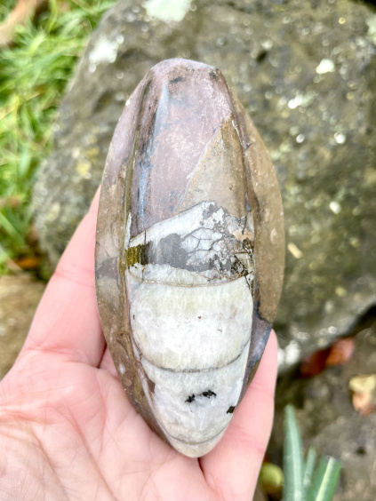 orthoceras fosilie zkamenělina hnědý 1c