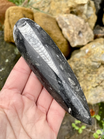 orthoceras fosilie zkamenělina 2