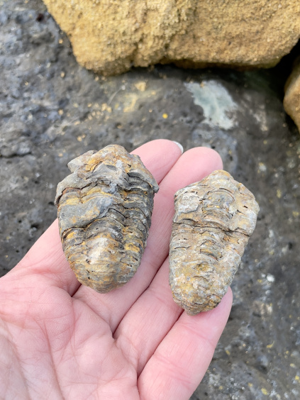 trilobit maličký a