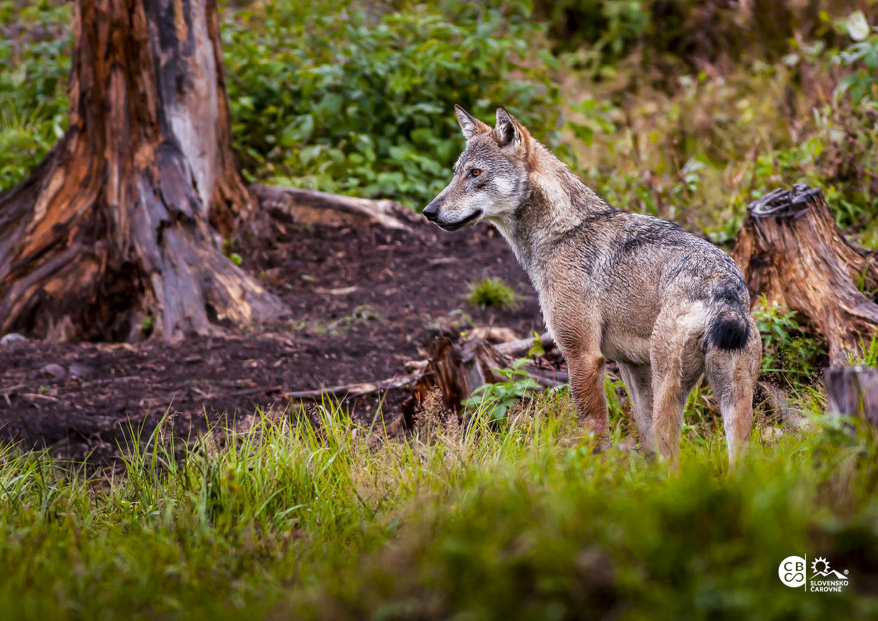 Kroniky divočiny očami lesných čarodejov objektívu