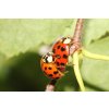 Lienka vychodna Harmonia axyridis 003