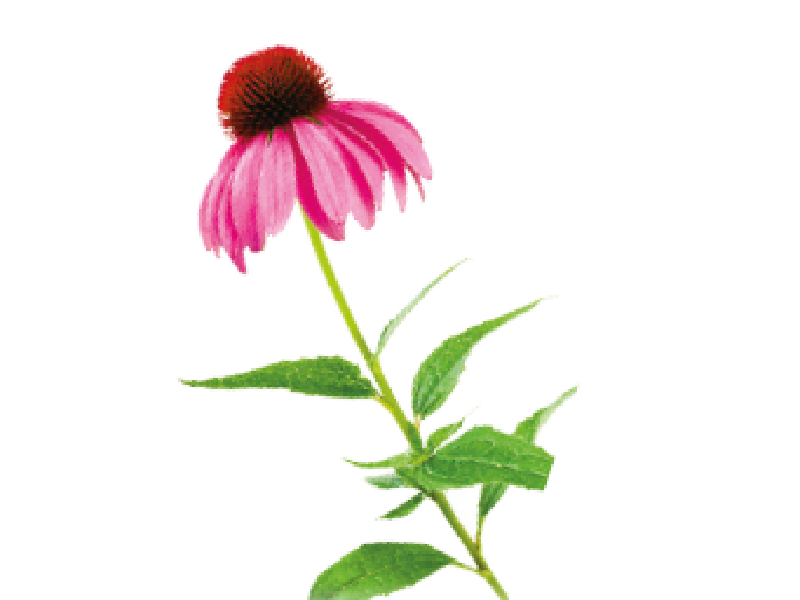 Echinacea purpurová