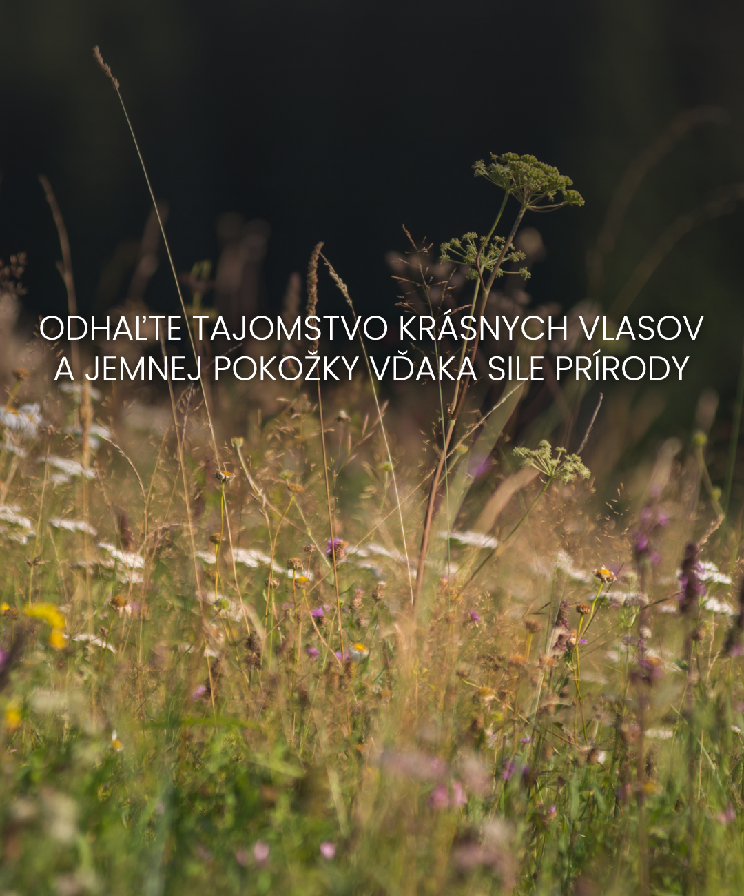 Tajomstvo karpatských bylín