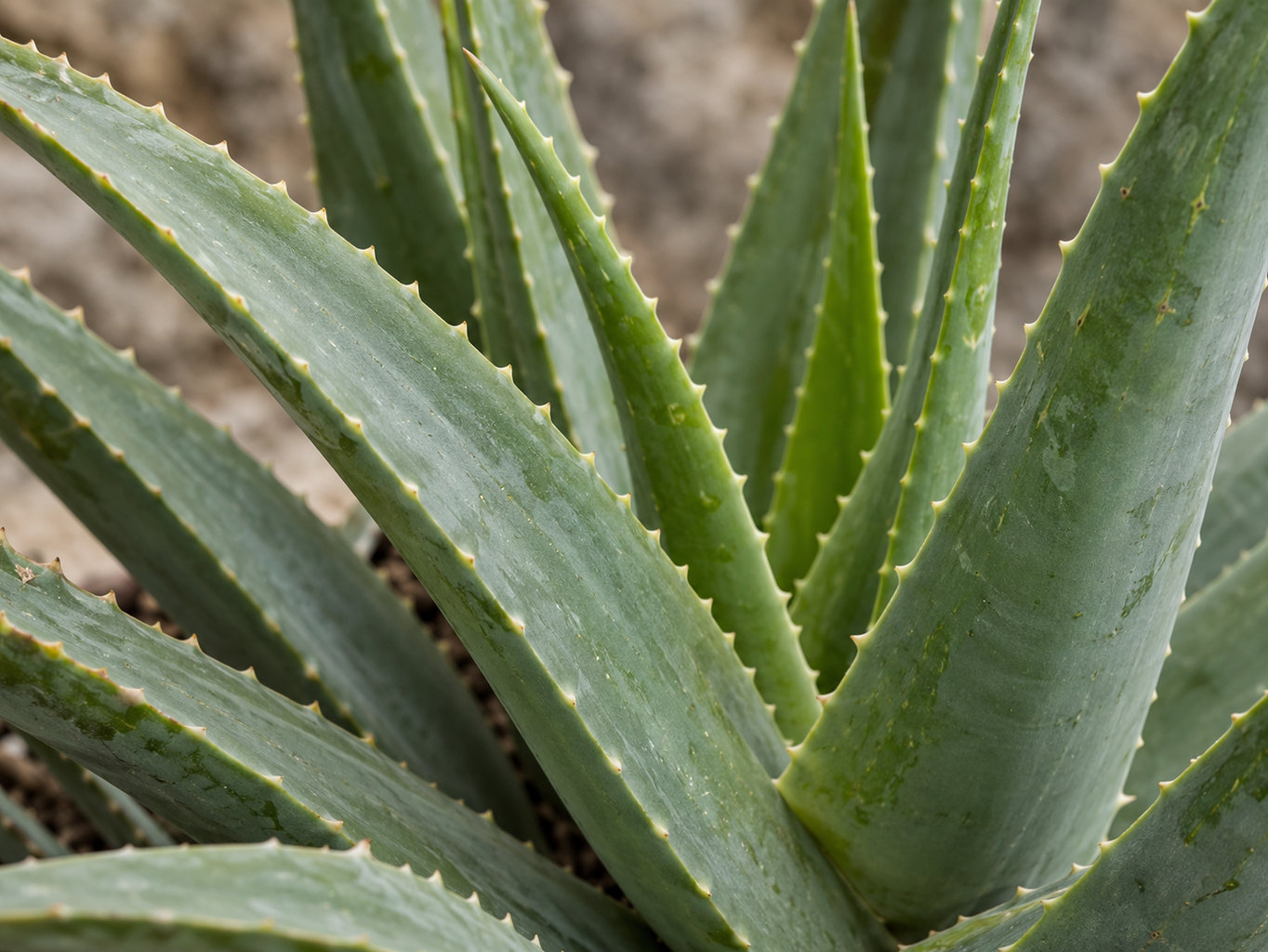 Aloe vera – prirodzený botanický detail