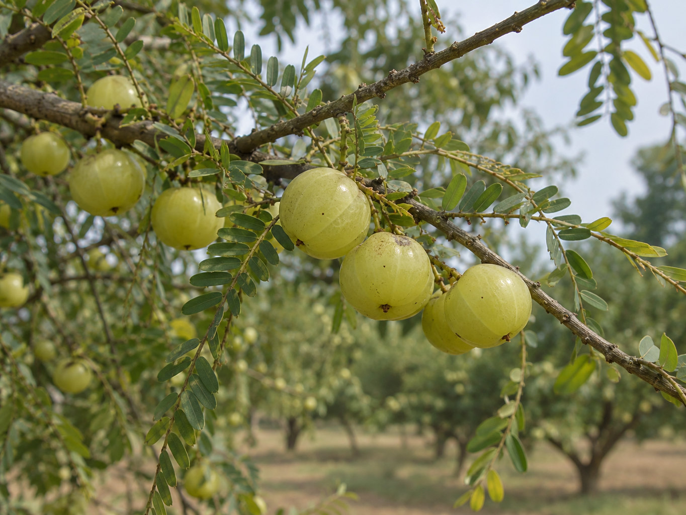 Amla – prirodzený botanický detail