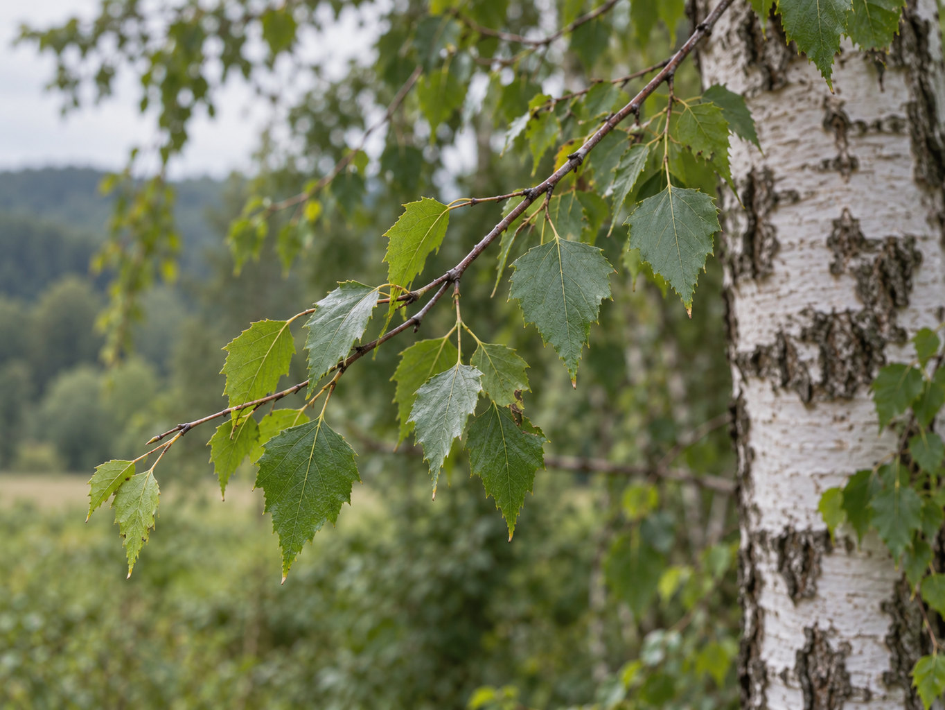 Breza previsnutá – prirodzený botanický detail