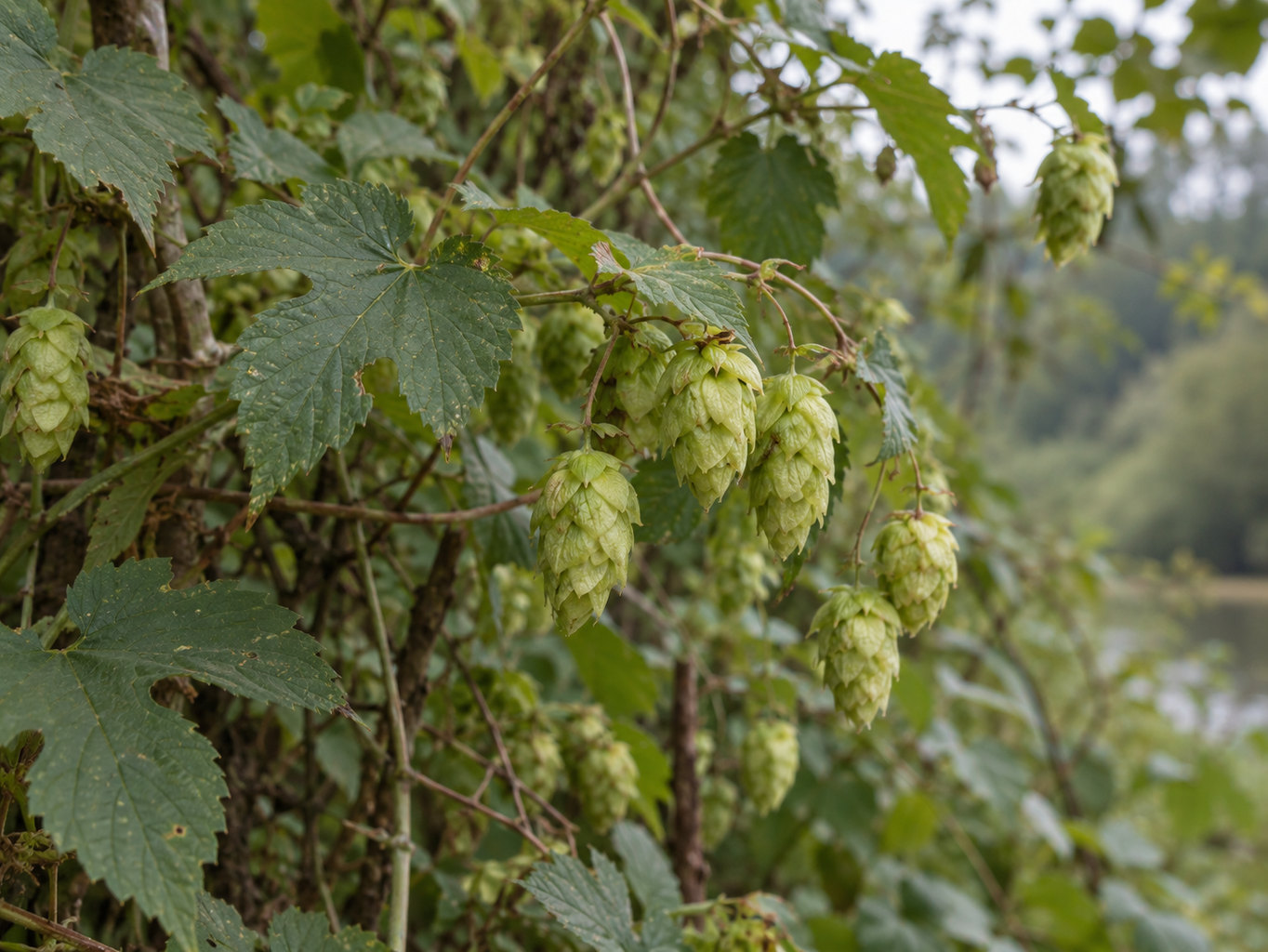 Chmeľ obyčajný – prirodzený botanický detail