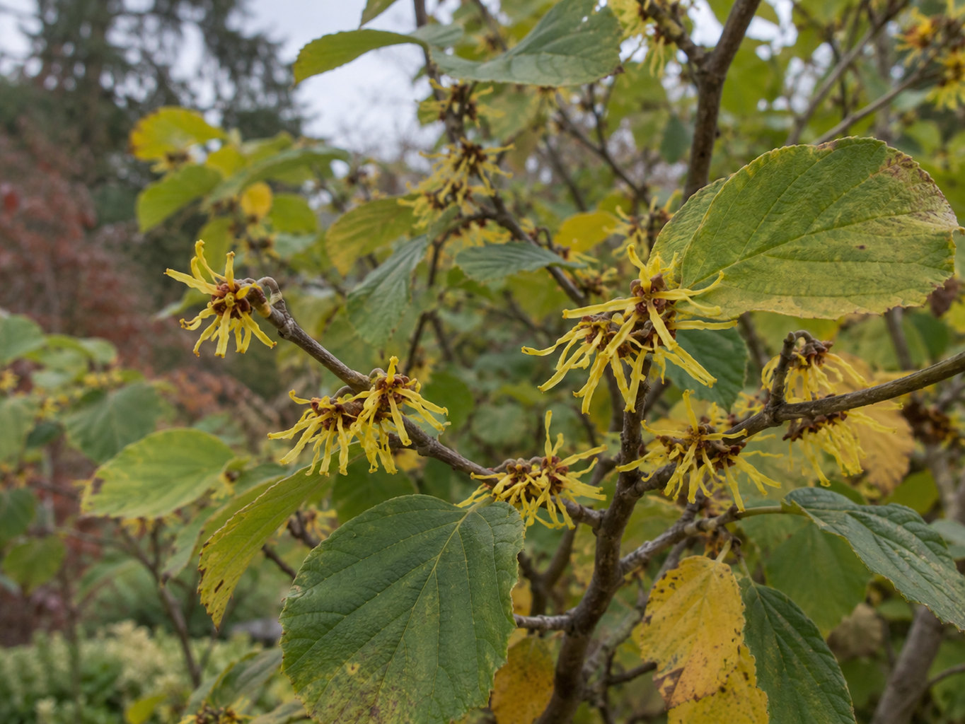 Hamamel virgínsky – prirodzený botanický detail